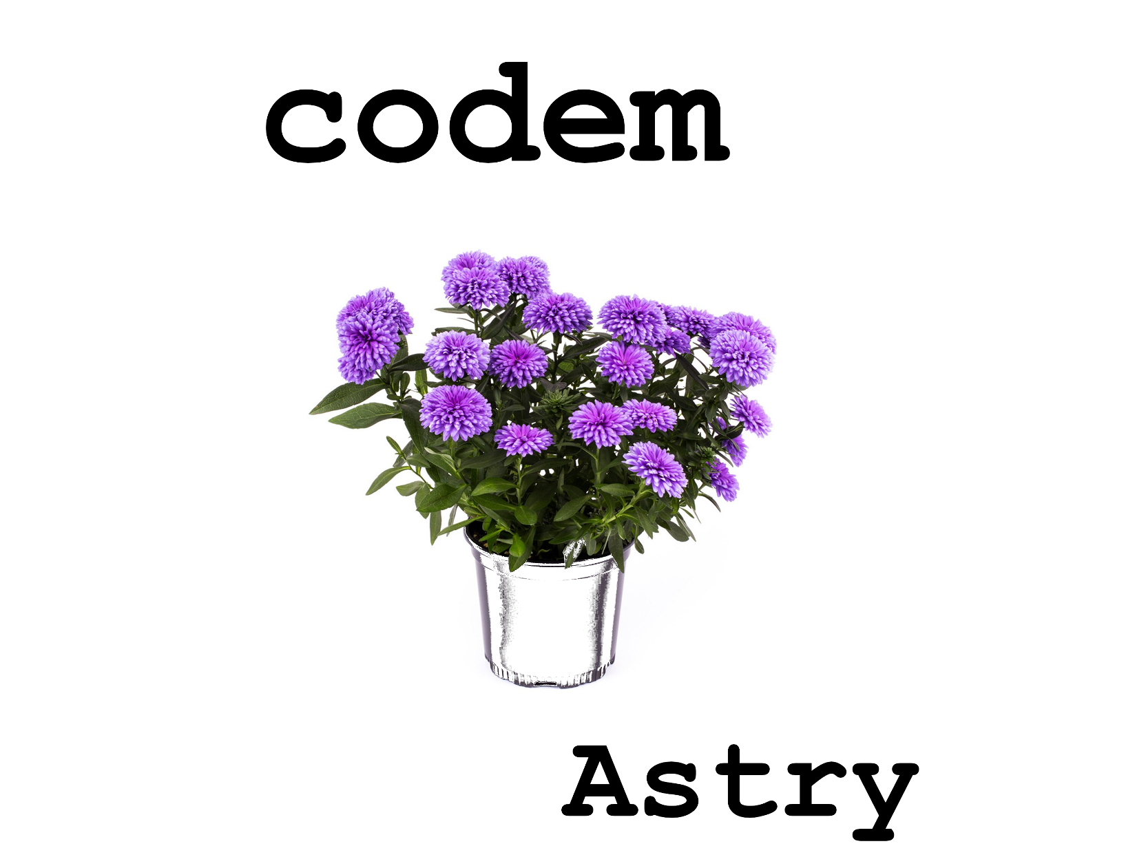 astry large